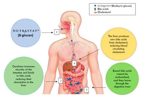 The Role of Cholesterol in Hormone Production