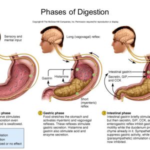 Understanding the Impact of Stomach Acid: Unveiling the Secrets for Optimal Digestion