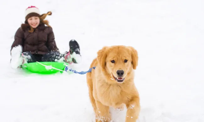 How Cold is Too Cold to Take Your Dog for a Walk?