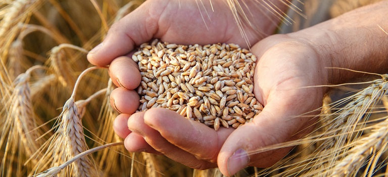Crushed Wheat and Milled Wheat: Differences and Health Benefits