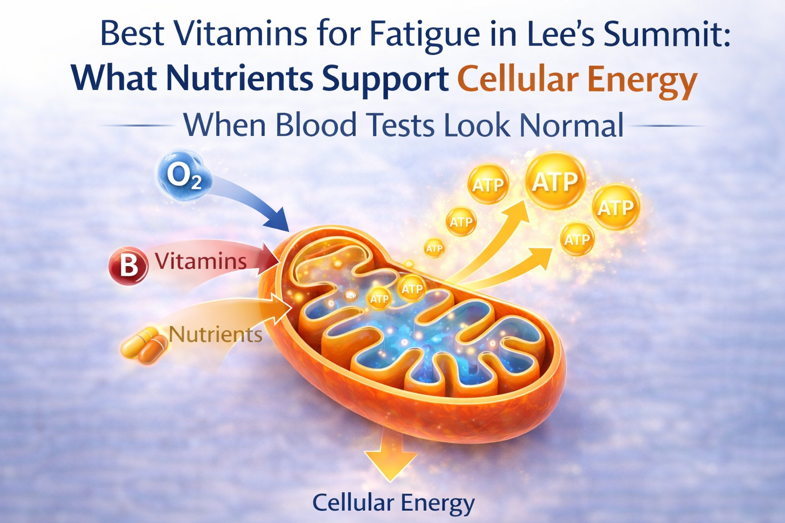 Mitochondria producing ATP energy showing cellular energy production pathways